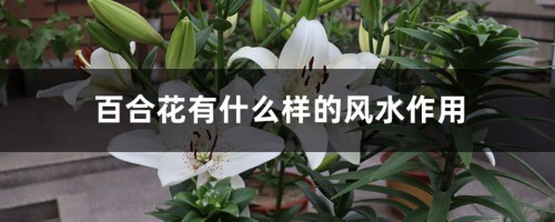 百合花有什么样的风水作用