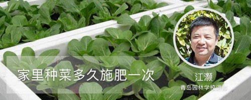 家里种菜多久施肥一次