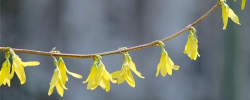 北海适合养什么花，市花和市树是什么