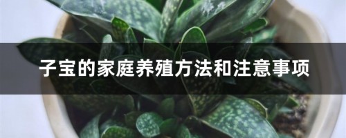 子宝的家庭养殖方法和注意事项