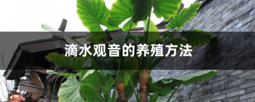 滴水观音的养殖方法