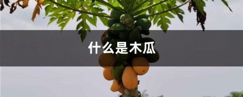 什么是木瓜，木瓜有几种