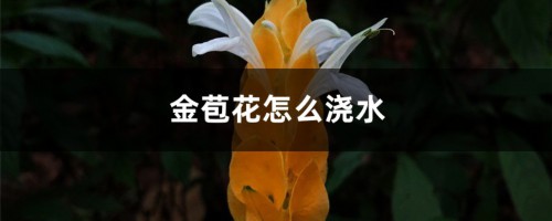 金苞花怎么浇水