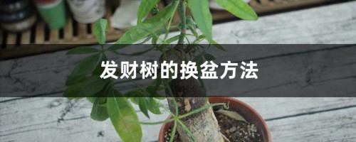 发财树的换盆方法