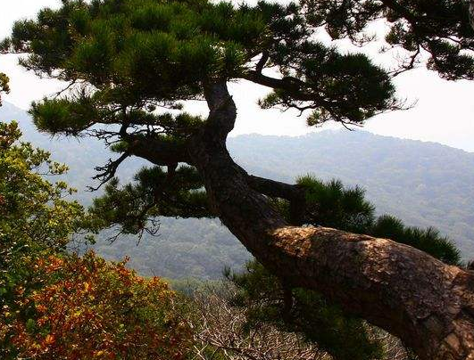 小叶岩松